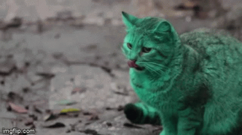 Grayson Green Cat GIF - Grayson GreenCat GIFs