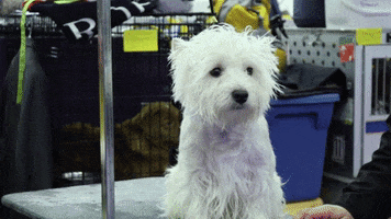 Sad Westminster Dog Show GIF by Westminster Kennel Club