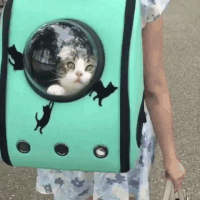 cat bag GIF