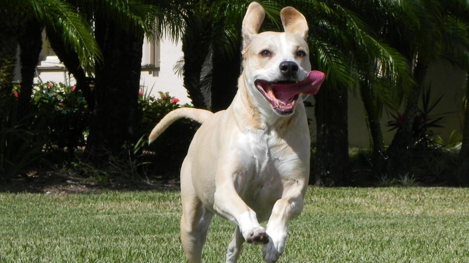 kate-running-toward-camera-tongue-hanging-out-1920.jpg