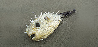 FE15_R_pufferfish2.jpg