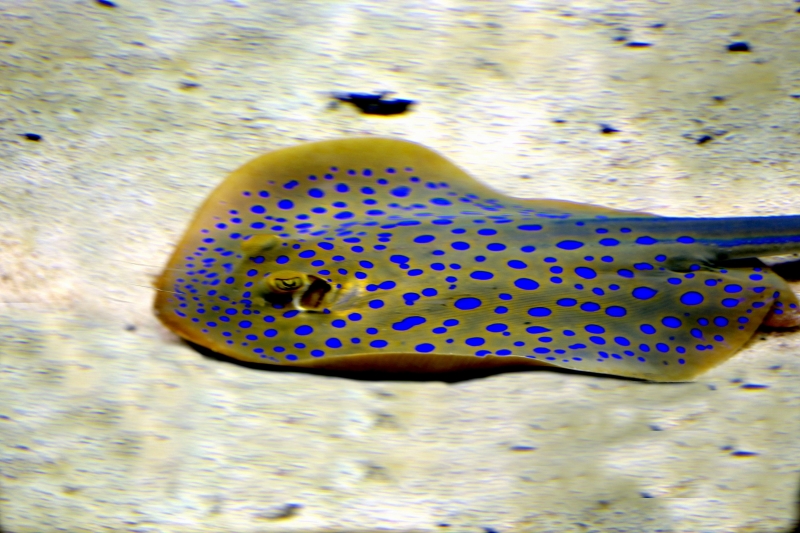 blue-spotted-stingray-img_7621-2.jpg