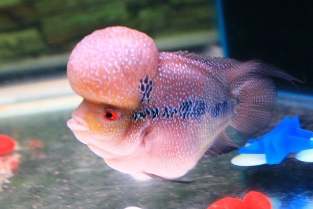 Big-Head-Flower-Horn-Fish.jpg