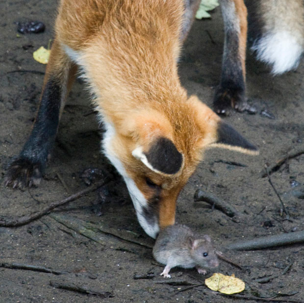 fox-rat_1542937i.jpg