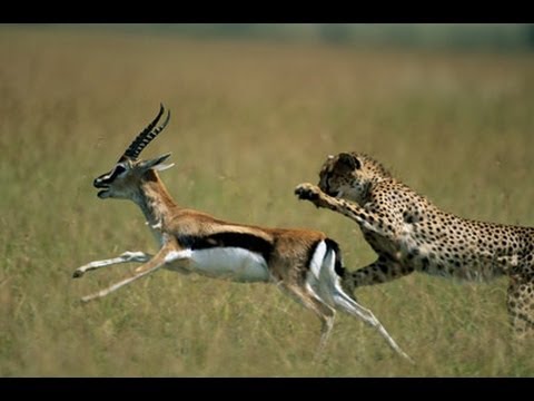 cheetah-vs-the-antelope-1.gif