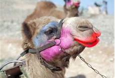 sexy-camel1.jpg