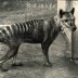 The Tasmanian Tiger has been extinct since 1936.