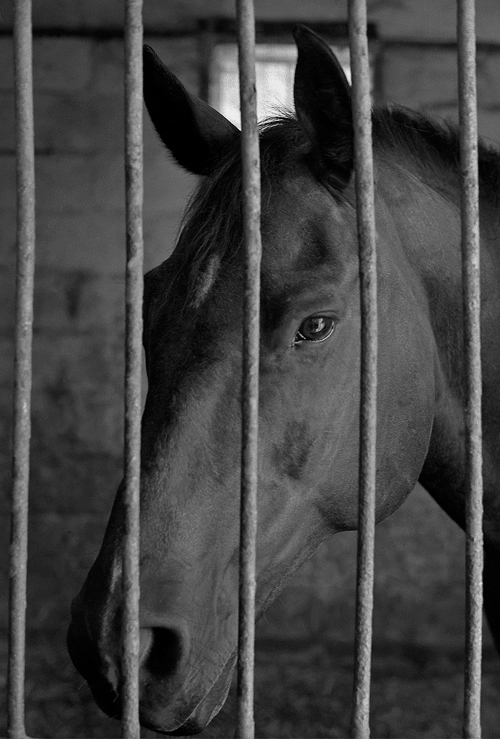 horse-jail.jpg