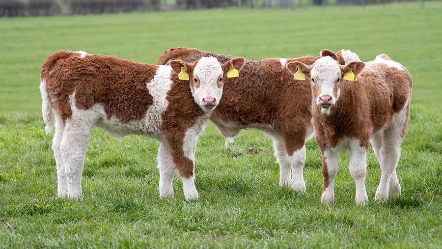 170418-MAIN-beef-calves-c-Tim-Scrivener.jpg