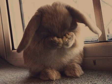 embarrassed-bunny-is-embarrassed-168839-456-342_large.jpg