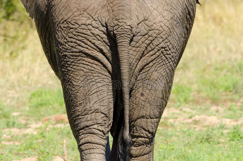african-elephant-rear-view-butt-south-africa-showing-tail-kruger-national-park-34755037.jpg