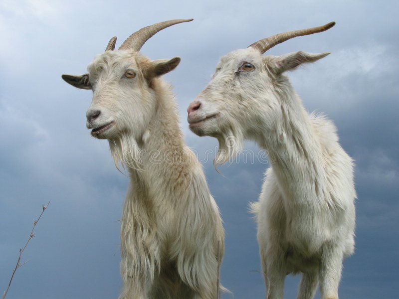 two-goats-8045098.jpg