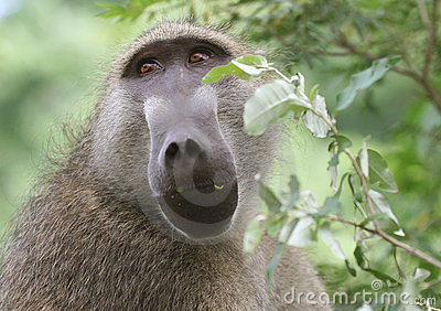 african-baboon-5367479.jpg