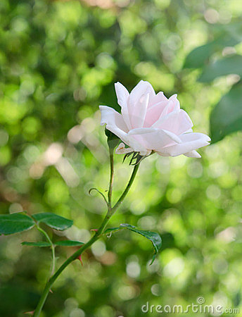 delicate-flower-rose-23666749.jpg
