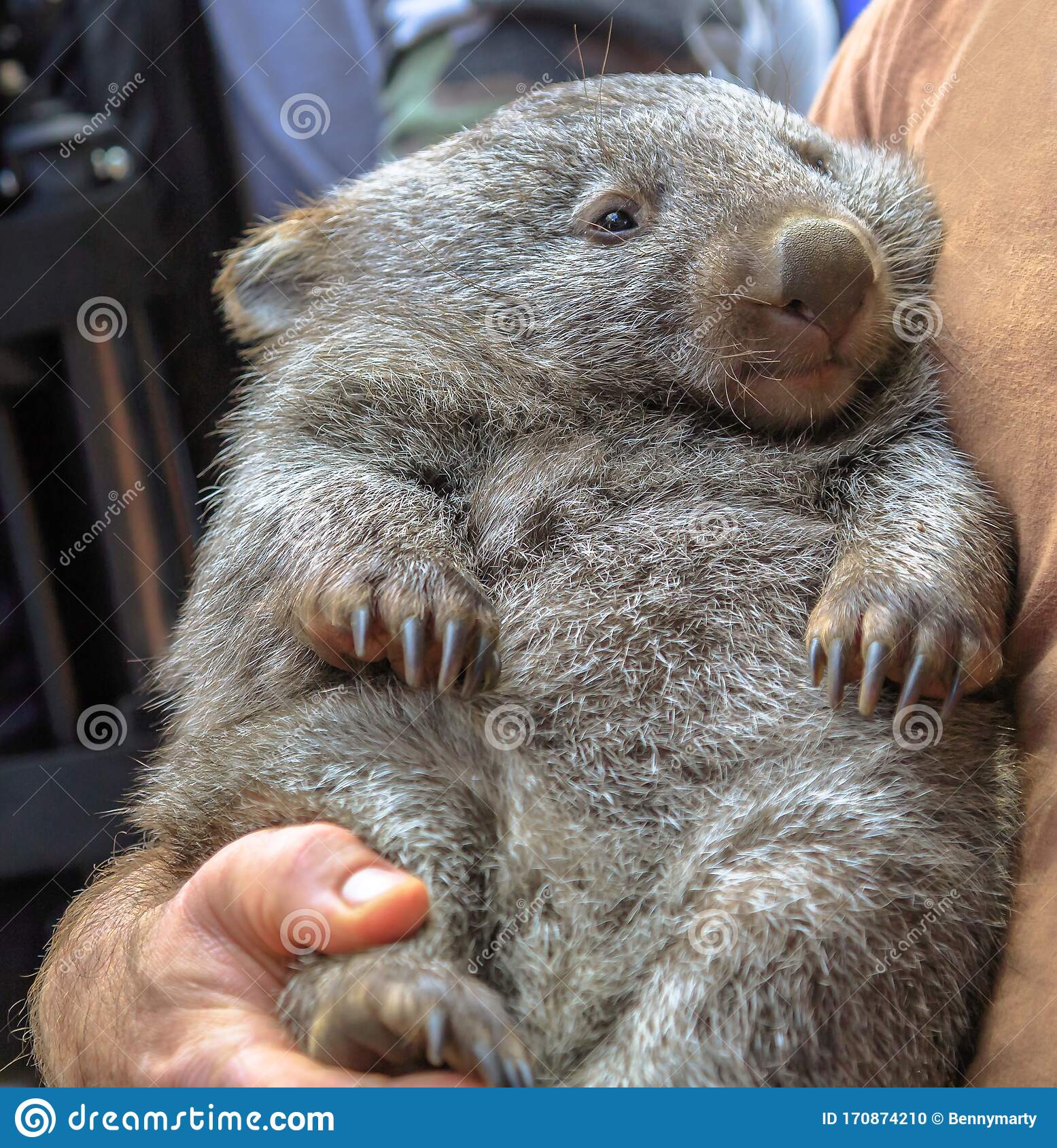 wombat-holding-australia-vombatus-ursinus-arms-ranger-fetal-position-closeup-masupial-adult-australian-herbivore-170874210.jpg