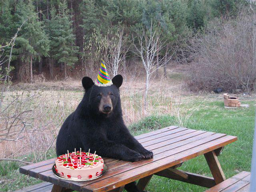 birthdaybear2.jpg