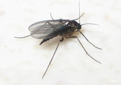 Female_black_fungus_gnat.jpg