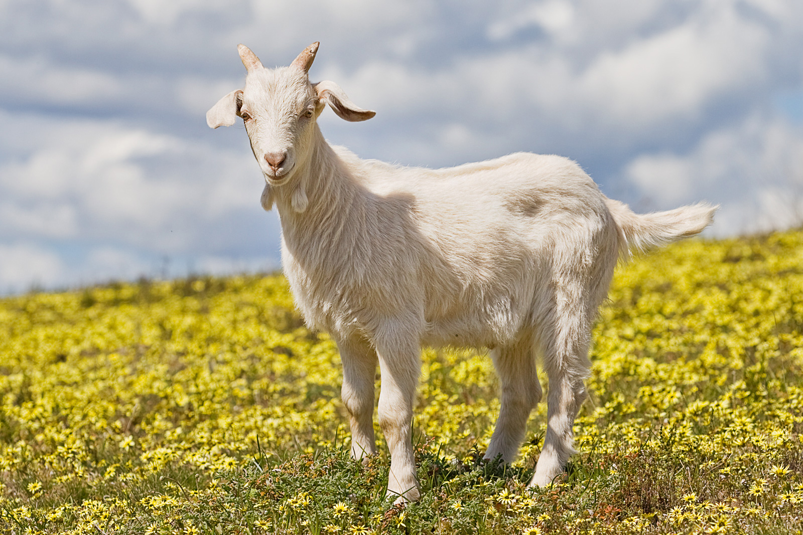 Domestic_goat_kid_in_capeweed.jpg