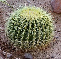 250px-Echinocactus_grusonii_1.jpg