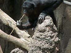 230px-A_Bonobo_at_the_San_Diego_Zoo_%22fishing%22_for_termites.jpg