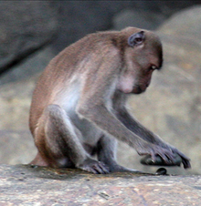 220px-Macaca_fascicularis_aurea_using_a_stone_tool_-_journal.pone.0072872.g002f.png