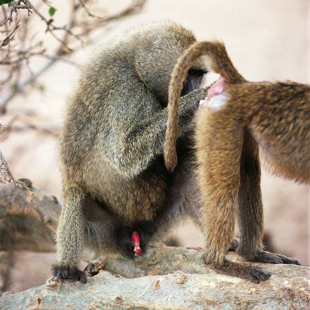 61983949-baboon.jpg