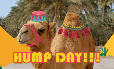 happy-hump-day-acegif-4-dancing-camel-hump-day.gif