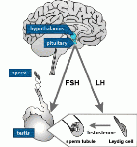 malebodybrain-280x300.gif