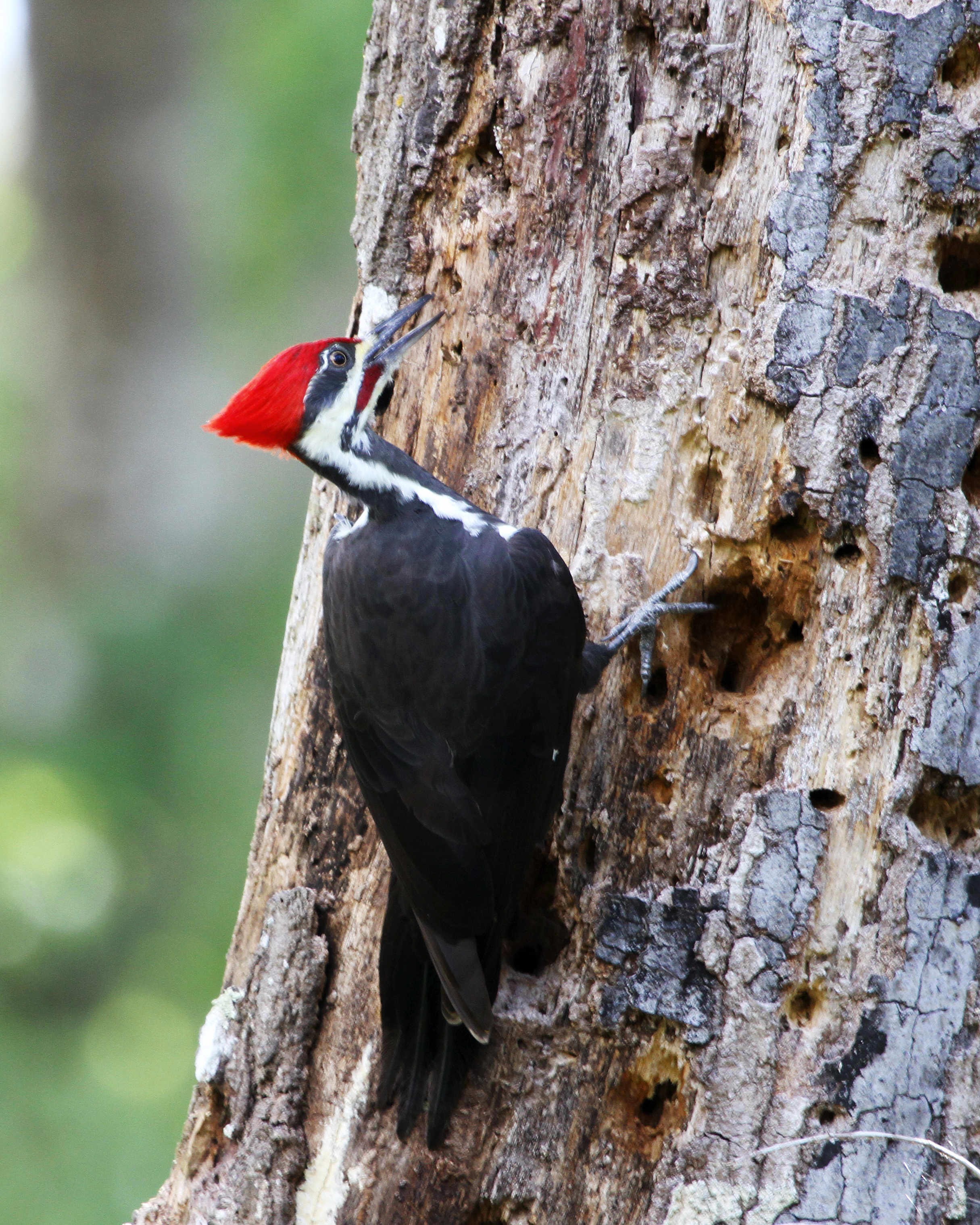 Pileated-Woodpecker-RiverBend-Park-9-27-12.jpg