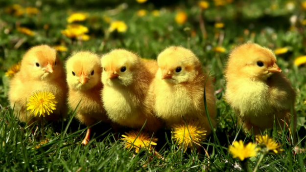 babychicks-625x352.png