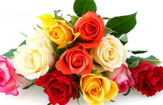 multicolored-roses-1.jpg