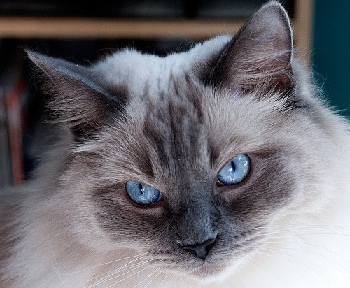 ragdoll-cat-with-blue-eyes_311044_ref.png