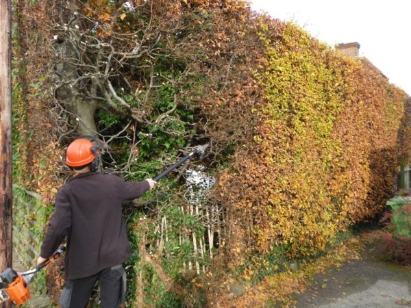 reducing-old-hedge-600x450.jpg