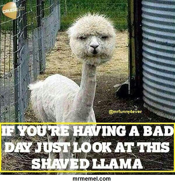 funny llama meme - The Best Funny Photos, Videos | Mr Memel