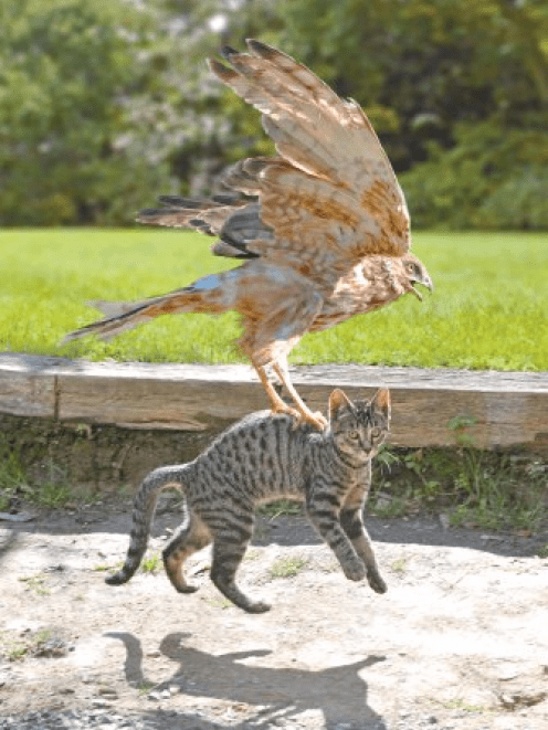 a_genetically_modified_hawk_from_the_claw_breeding_51580e1530.png