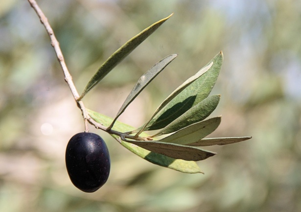 single-black-olive.jpg