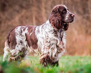 dog_english-springer-spaniel_mobile.jpg