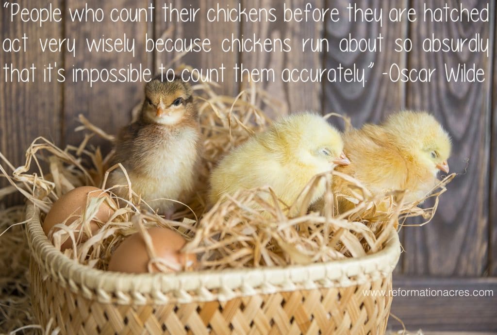 counting-chickens.001.jpg