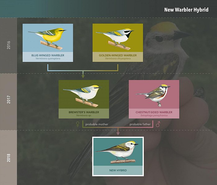 triple-hybrid-bird-family-tree.jpg