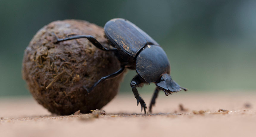 110115_sm_dung-beetle_free.jpg