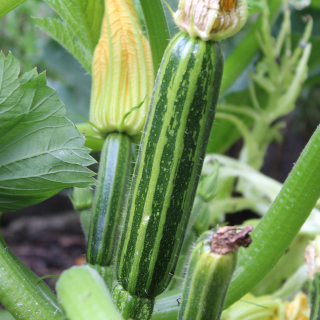 zucchini-costa-romanesque-320.jpg