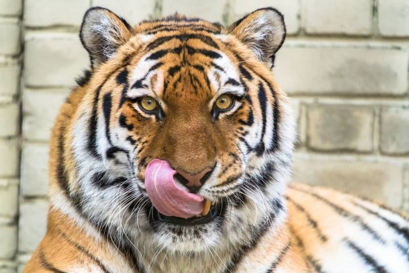 tiger%20licking%20lips.jpg