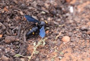 flower_wasp_australia_ian-300x206.jpg