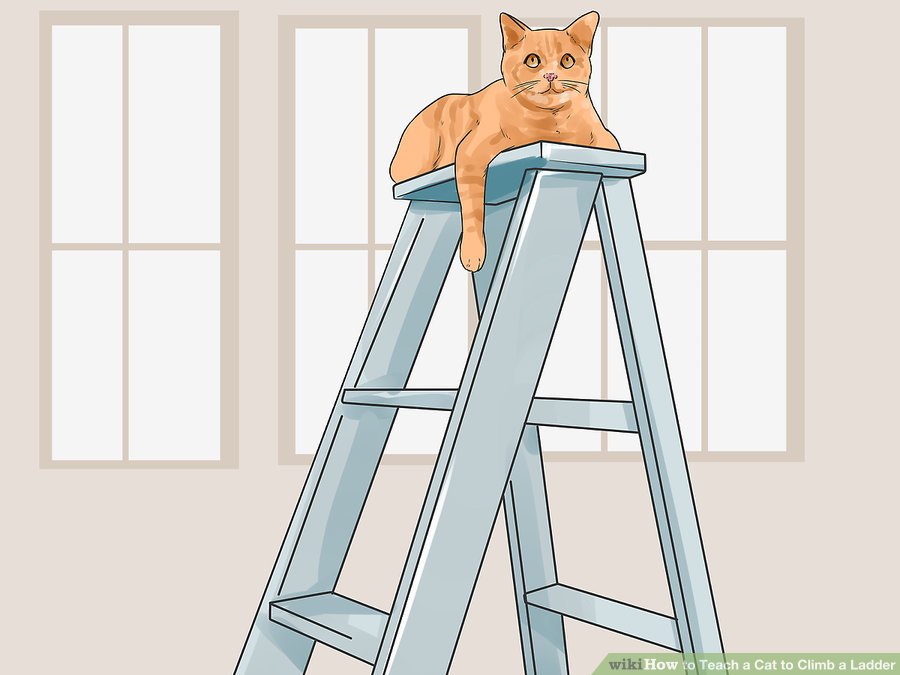 aid93149-v4-900px-Teach-a-Cat-to-Climb-a-Ladder-Step-12.jpg