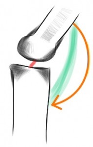 With an ACL: the femur rotates on the tibia when bending