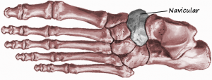 navicular bone